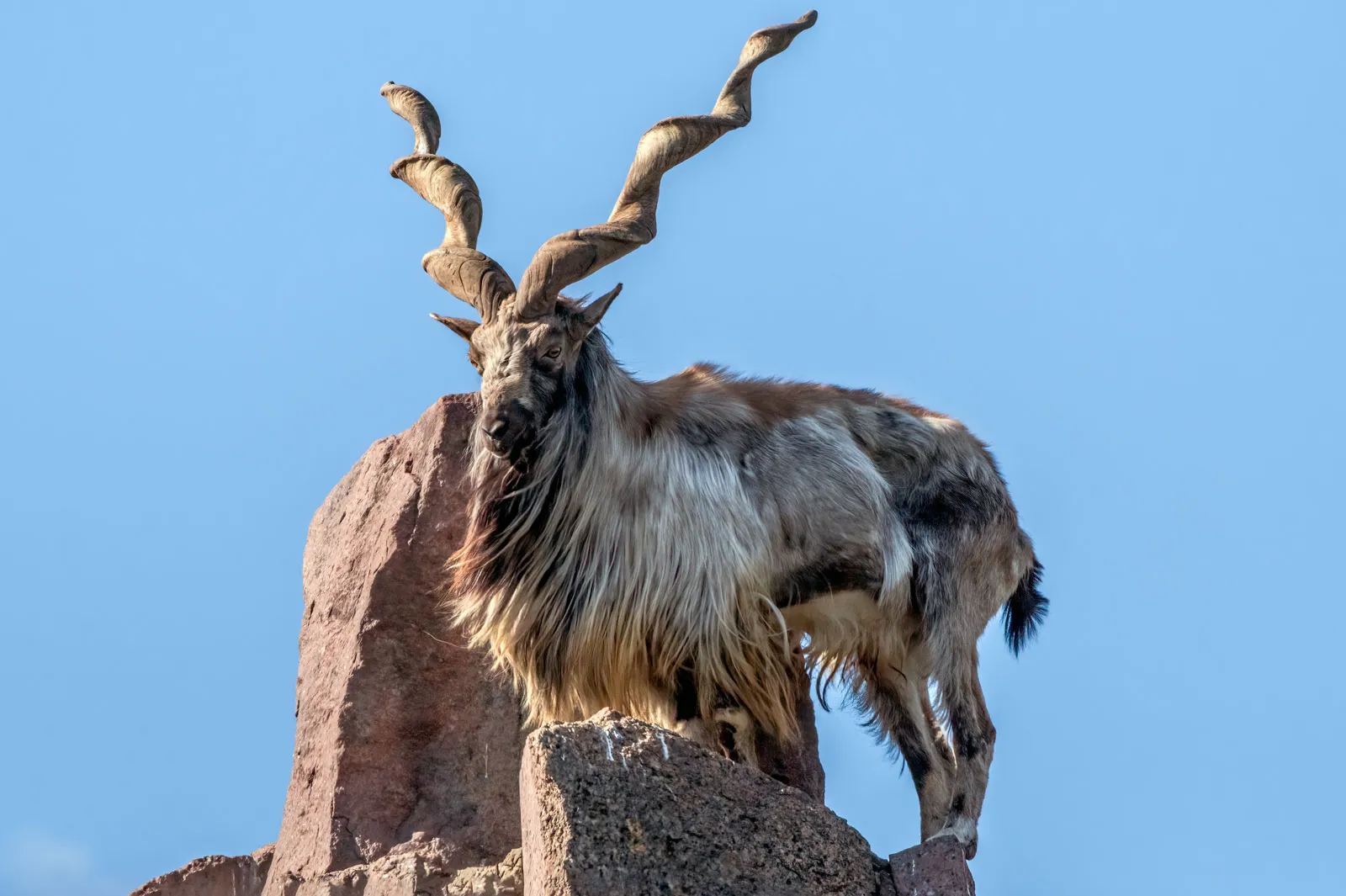 Wildlife Care in Pakistan: The Role of Welfare Organizations